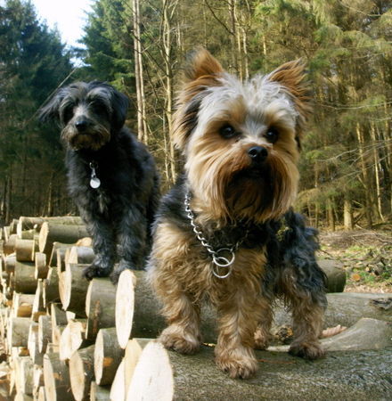 Yorkshire Terrier Bonny (Tibet-Terrier) und RITSCHI