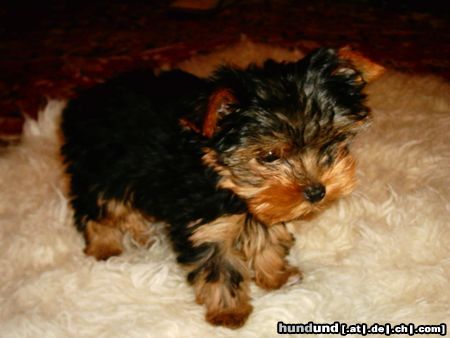 Yorkshire Terrier Lilo z Torunia (POLAND)