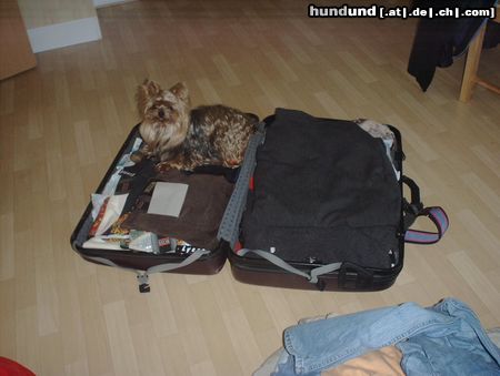 Yorkshire Terrier Shadow will mit in den Urlaub