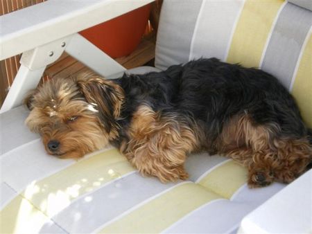 Yorkshire Terrier Cesar der Sonnenanbeter