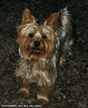 Yorkshire Terrier Bingo