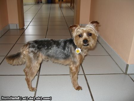 Yorkshire Terrier Unser Benny (Yorkshire / Malteser Mischling)