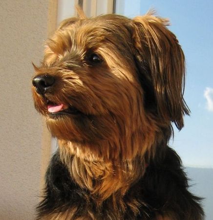 Yorkshire Terrier Yoiki aus Belgien