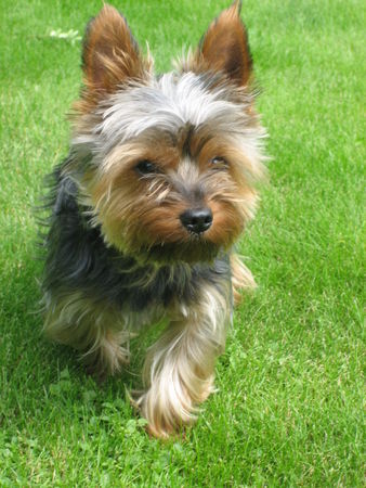 Yorkshire Terrier (Geb. 01.01.2006, Foto vom 01.07.2007)