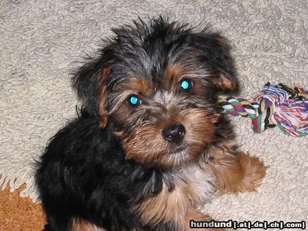 Yorkshire Terrier Felix mit 14 Wochen