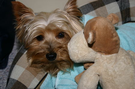 Yorkshire Terrier Archie