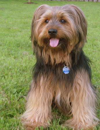 Yorkshire Terrier