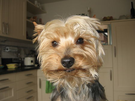 Yorkshire Terrier Archie 