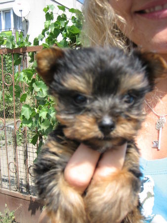 Yorkshire Terrier erter Tag mit Rocky