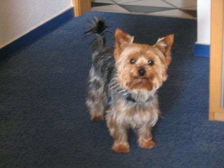 Yorkshire Terrier Ja ????