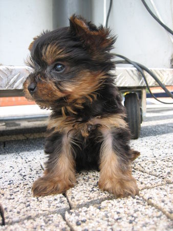 Yorkshire Terrier erter Tag mit Rocky