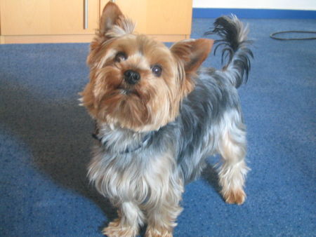 Yorkshire Terrier Hihihihih