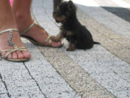 Yorkshire Terrier erter Tag mit Rocky