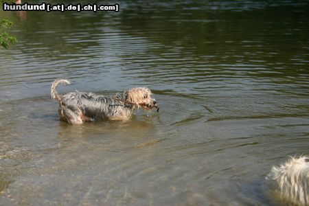 Yorkshire Terrier soll ich ins Wasser ?