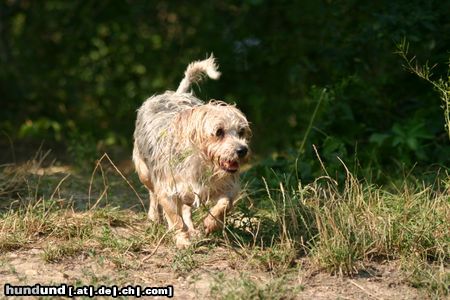 Yorkshire Terrier Yorki