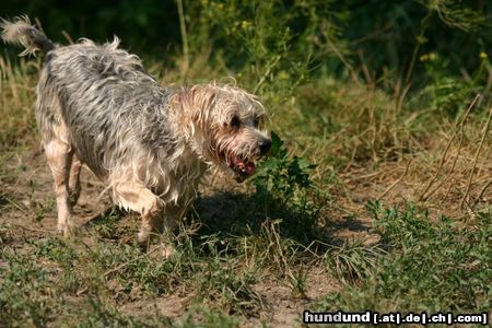 Yorkshire Terrier Yorki 2