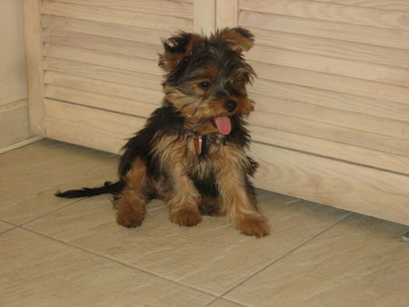 Yorkshire Terrier Rocky trifft seine Cousine