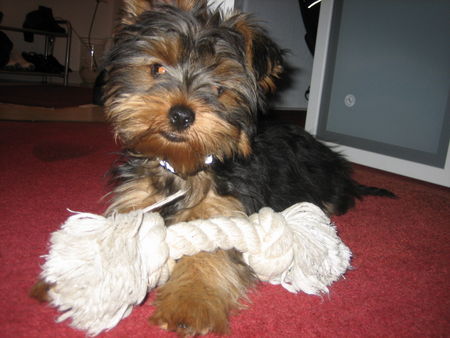 Yorkshire Terrier Rocky 