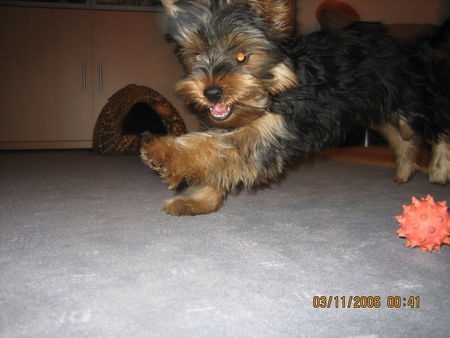 Yorkshire Terrier Da bin ich