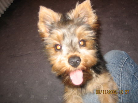 Yorkshire Terrier Rocky - seine 5 min