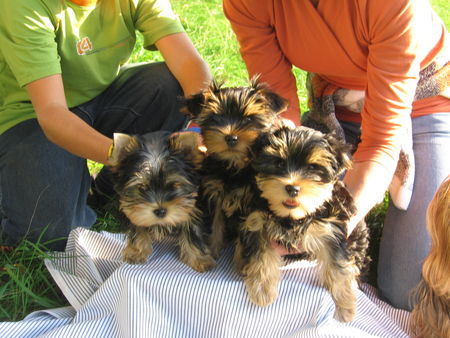 Yorkshire Terrier Lolek, Lider und Larys unsere 3Rüden