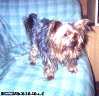 Yorkshire Terrier Ich, Baby, wieder