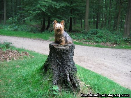 Yorkshire Terrier Jacky 