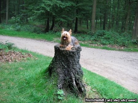 Yorkshire Terrier Jacky 