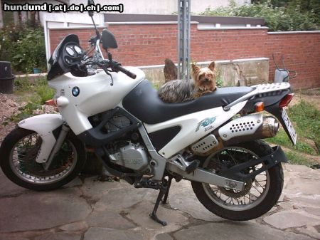 Yorkshire Terrier Jacky als Motorradbraut