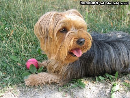 Yorkshire Terrier Unser Liebling, Jaimy, 4 Jahre ! 