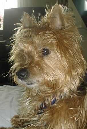 Yorkshire Terrier Genie 7 Jahre  alt