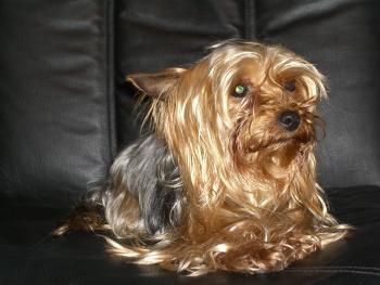 Yorkshire Terrier Ich bin die kleine Jeanny