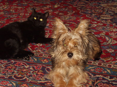 Yorkshire Terrier Jacky mit Blacky