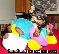 Yorkshire Terrier Jewel