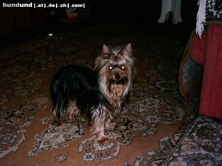 Yorkshire Terrier