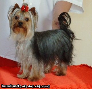 Yorkshire Terrier Unser Deckrüde Kaluna Amamos La Vida