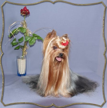 Yorkshire Terrier Kaluna Amamos La Vida