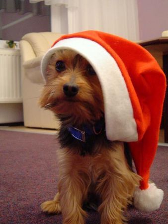 Yorkshire Terrier Bin ich nicht der schönste Weihnachtsmann?