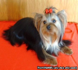 Yorkshire Terrier Kiki