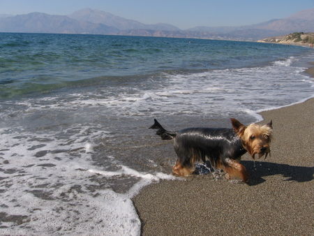 Yorkshire Terrier Archie auf Kreta