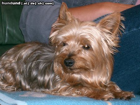 Yorkshire Terrier lilly 11 Jahre