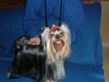 Yorkshire Terrier Pride Hero Amamos La Vida