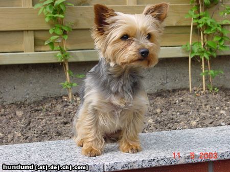 Yorkshire Terrier Ich bin Lisa