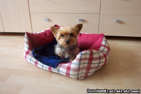 Yorkshire Terrier Das ist mein Körbchen