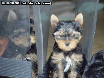 Yorkshire Terrier pssst nicht verraten habe mich kurz mal versteckt :-)))),  Bild zeigt Lovely und Jeany beide Welpen sind 13 Wochen alt