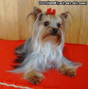 Yorkshire Terrier Deckrüde Amamos La Vida Kaluna