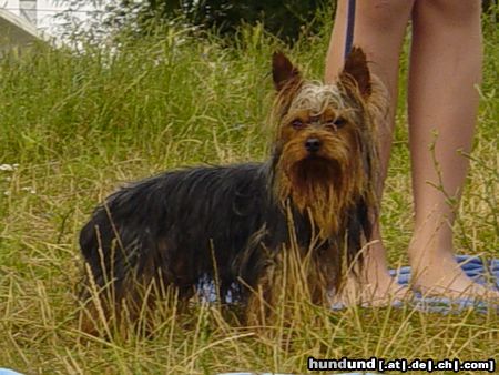 Yorkshire Terrier Dandy gestern beim schwimmen