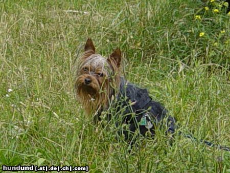 Yorkshire Terrier Dandy heute beim schwimmen