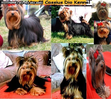 Yorkshire Terrier Von El Cassius Dio