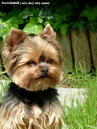 Yorkshire Terrier Massimo